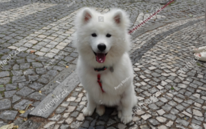 ワンちゃんがこっちを見ている様子