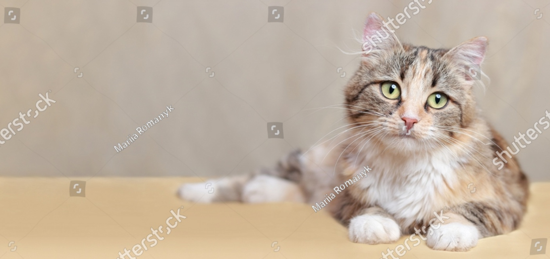 猫ちゃんがこっちを見ている様子