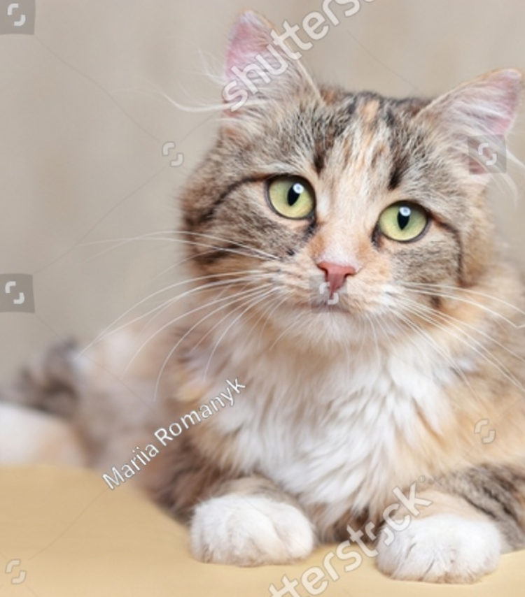 猫ちゃんがこっちを見ている様子