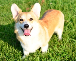 ワンちゃんのお世話プラン