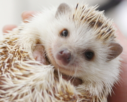 小動物のお世話プラン